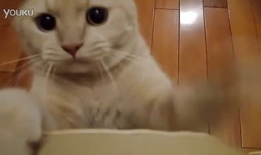 动物搞笑短视频,动物界的喜剧之王